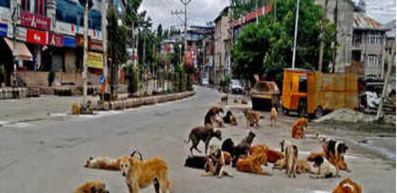 Dog bites: Noida residents may move Supreme Court