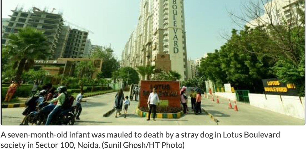 ‘Coexistence with strays costing life of residents’