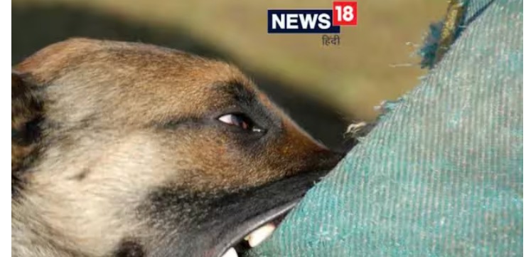 NOIDA NEWS: लगातार बढ़ रहे हैं कुत्तों के हमले, रेबीज सुई रोज लगवाने वालों की संख्या सुन चौंक जाएंगे आप
