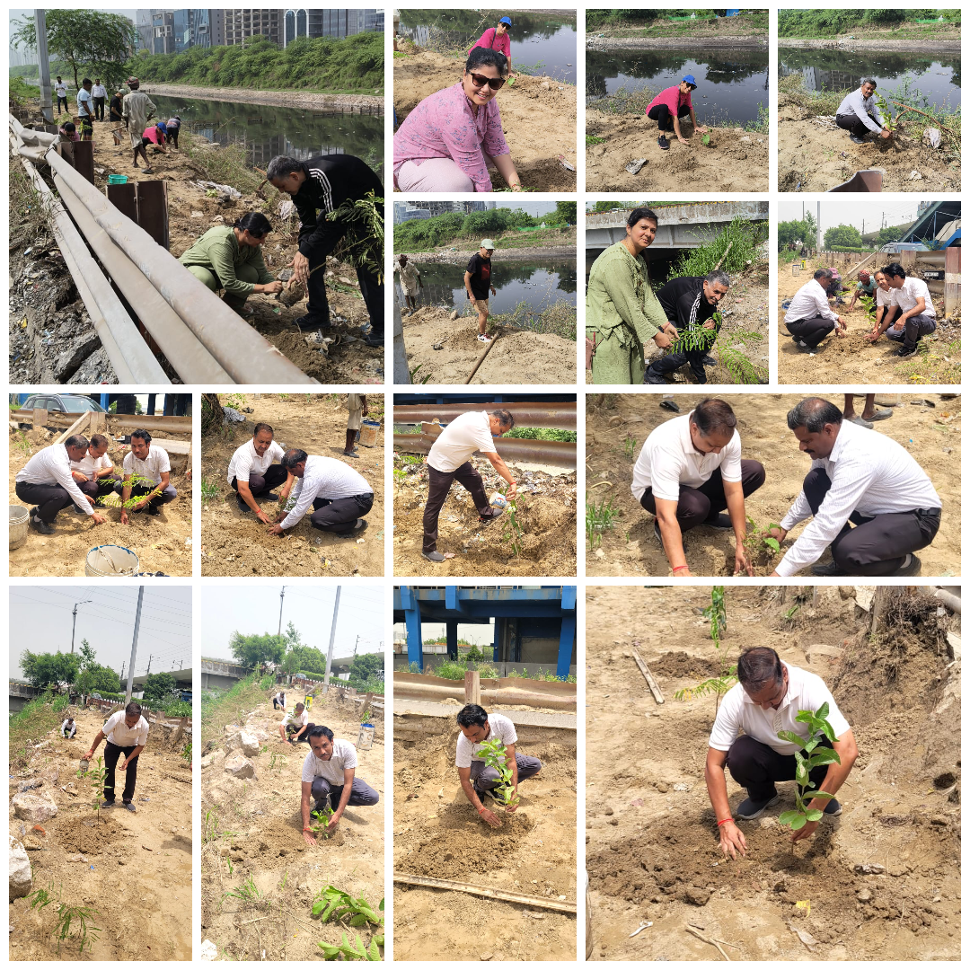 Restoring Urban Green Spaces Through Native Tree Plantation | Sector 137, Noida