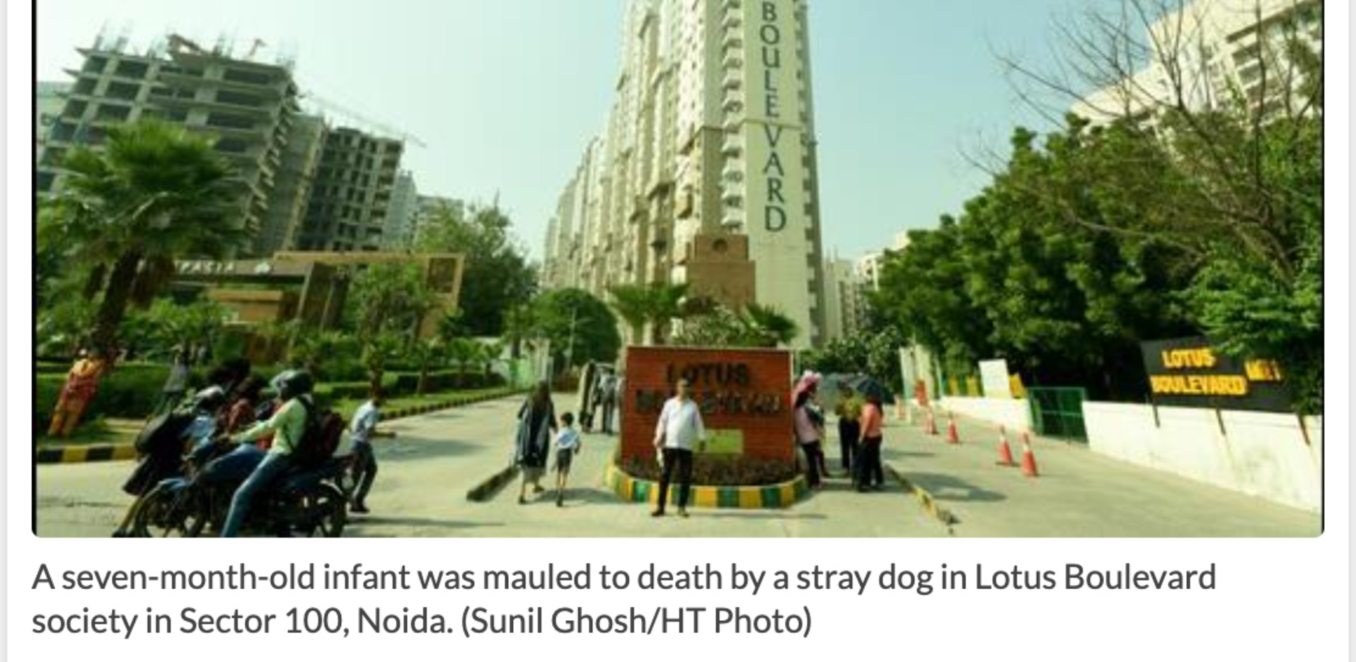 Stray dogs issue